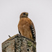 One More Red Shouldered Hawk! by rickster549