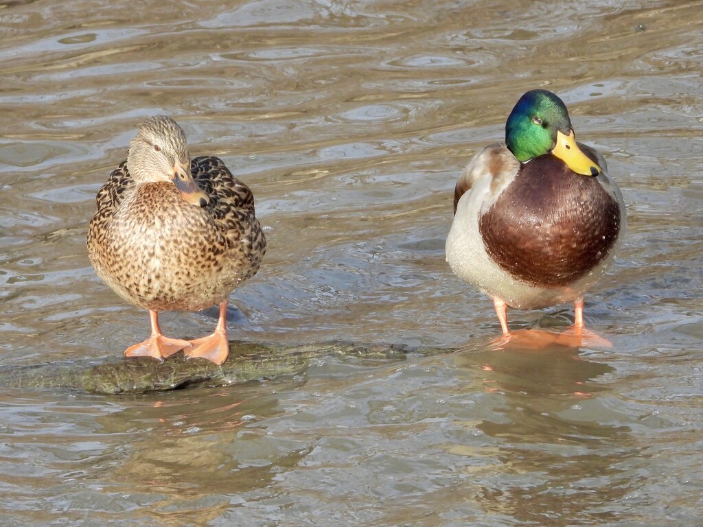 mallard couple by amyk