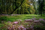 21st Dec 2023 - Cyclamen au naturalle