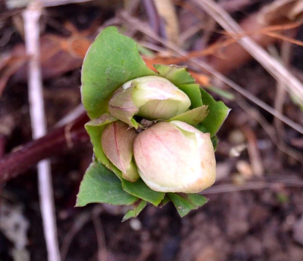 Helleborus Buds by arkensiel