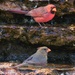 LHG_2467 Pair of  Northern Cardinals by rontu