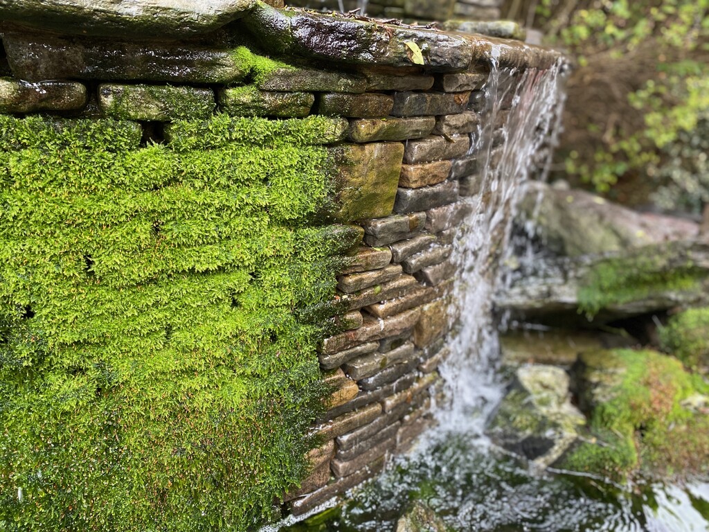 Mossy wall by lizgooster