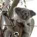 Minnie May by koalagardens