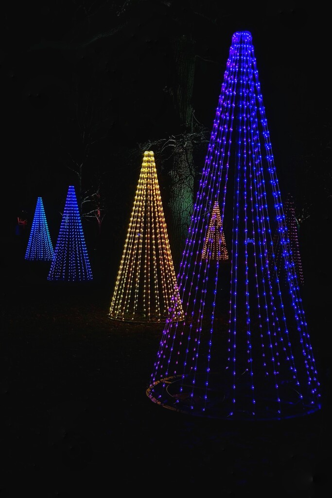 Christmas Trees by carole_sandford