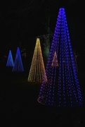 22nd Dec 2023 - Christmas Trees