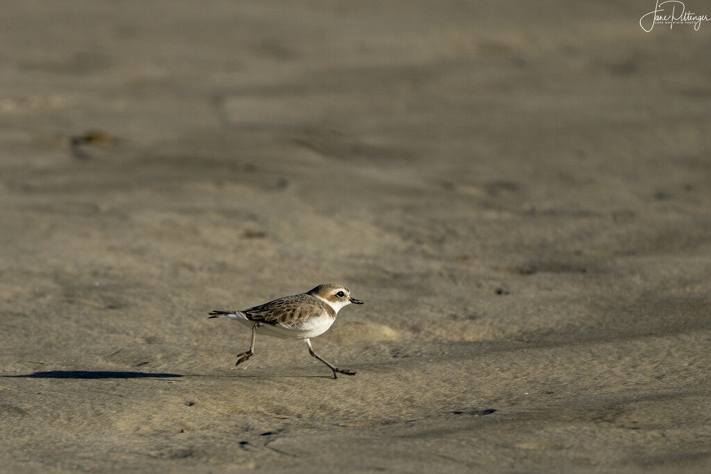 Snowy Plover on the Run by jgpittenger
