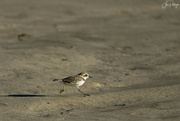 22nd Dec 2023 - Snowy Plover on the Run