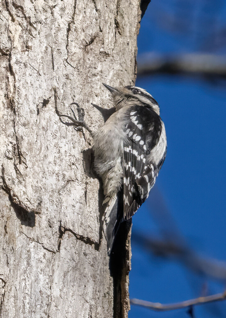 Woodpecker by kvphoto