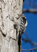 19th Dec 2023 - Woodpecker