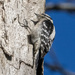 Woodpecker by kvphoto