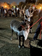 2nd Dec 2023 - Reindeer enjoying the festival