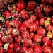 Cranberry Sauce in the Making  by rensala