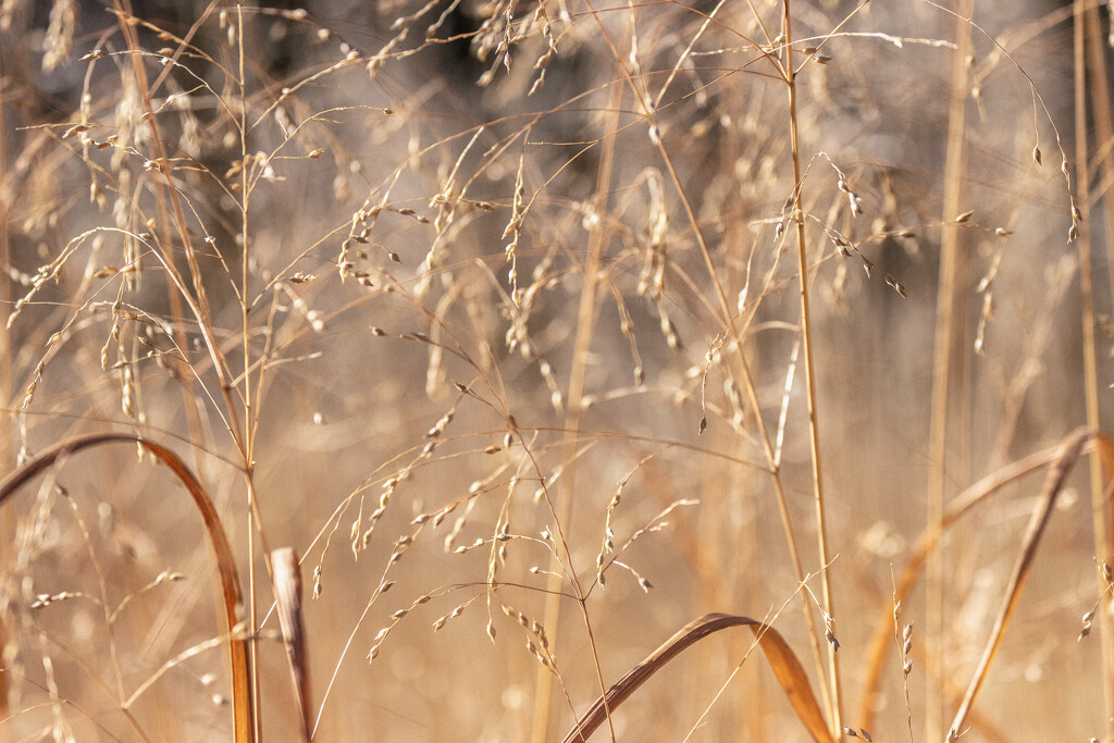 grasses by aecasey