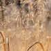 grasses by aecasey