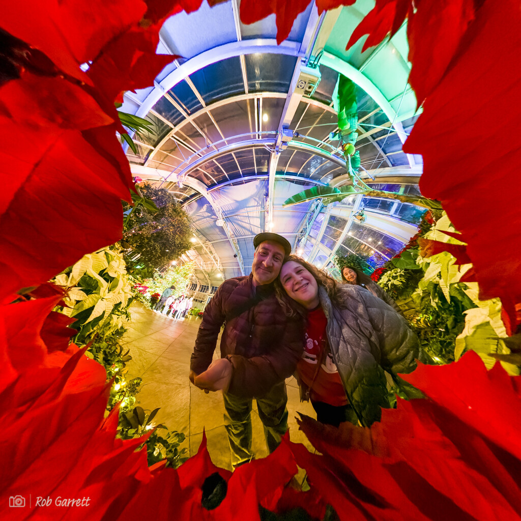 360 Poinsettia  by robgarrett