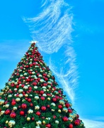 22nd Dec 2023 - Xmas Tree in the Clouds