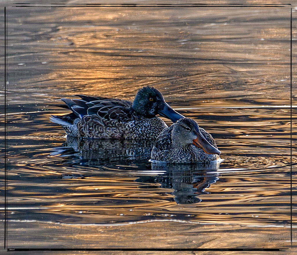 Northern Shovelers by bluemoon