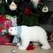 Polar Bear  by radiogirl