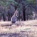Wilpena Roo by mirroroflife