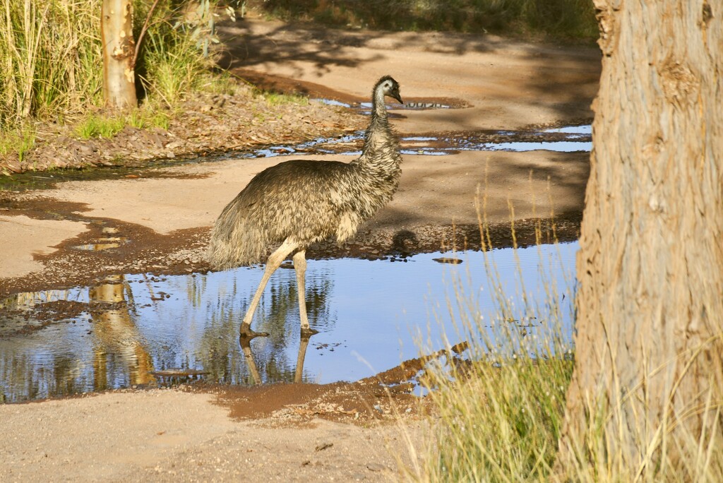 Wilpena Emu by mirroroflife