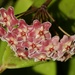 My Hoya Is Blooming PC233570 by merrelyn