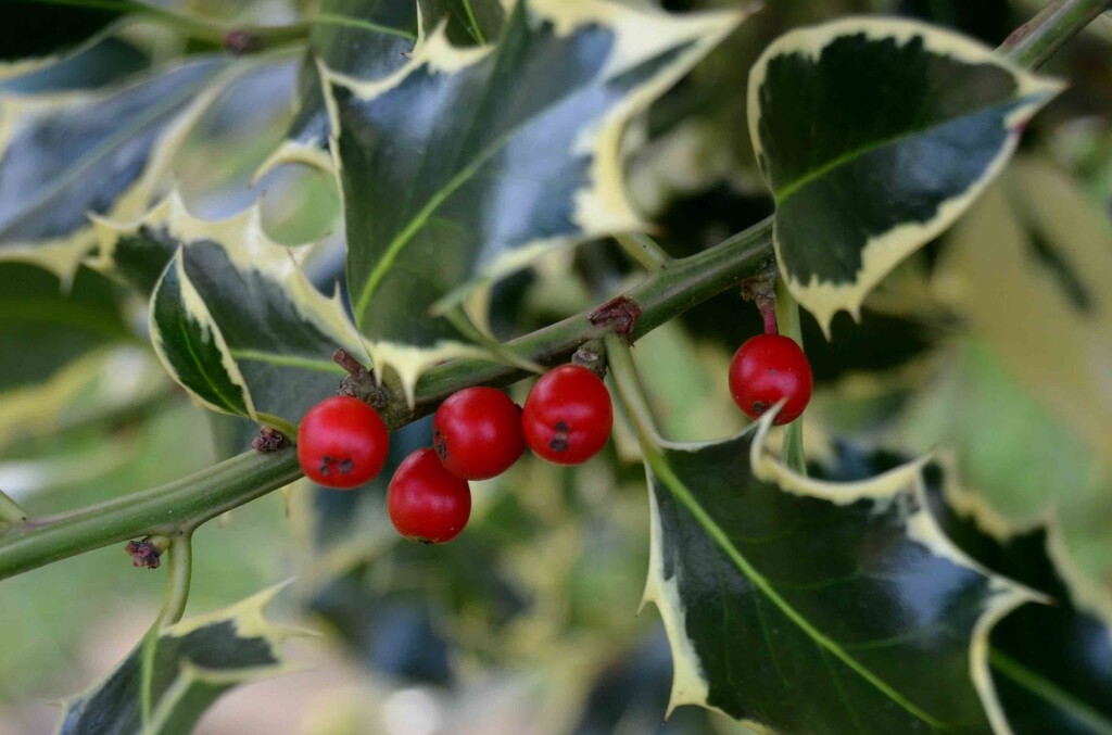 Variegated Holly and Berries by arkensiel
