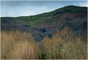 23rd Dec 2023 - Walking the Malvern Hills on a winters day