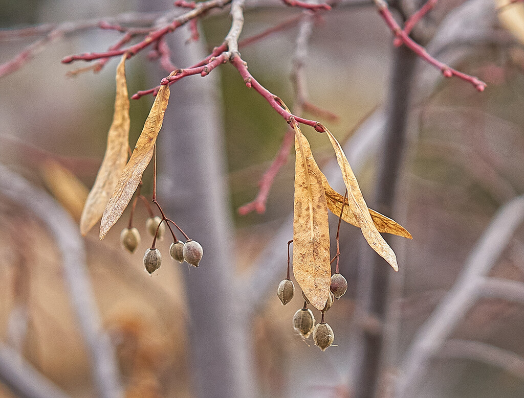 Golden Leaves and Hanging Seeds by gardencat