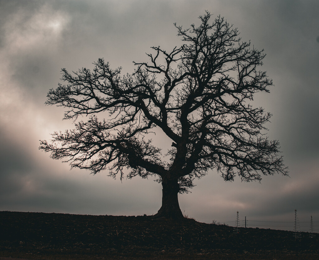 Grandfather tree cloudy by quasi_virtuoso