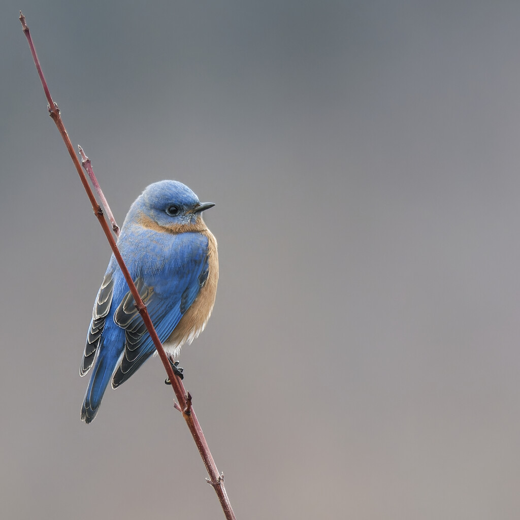 eastern bluebird by rminer