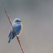 23rd Dec 2023 - eastern bluebird