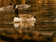 23rd Dec 2023 - Canada goose