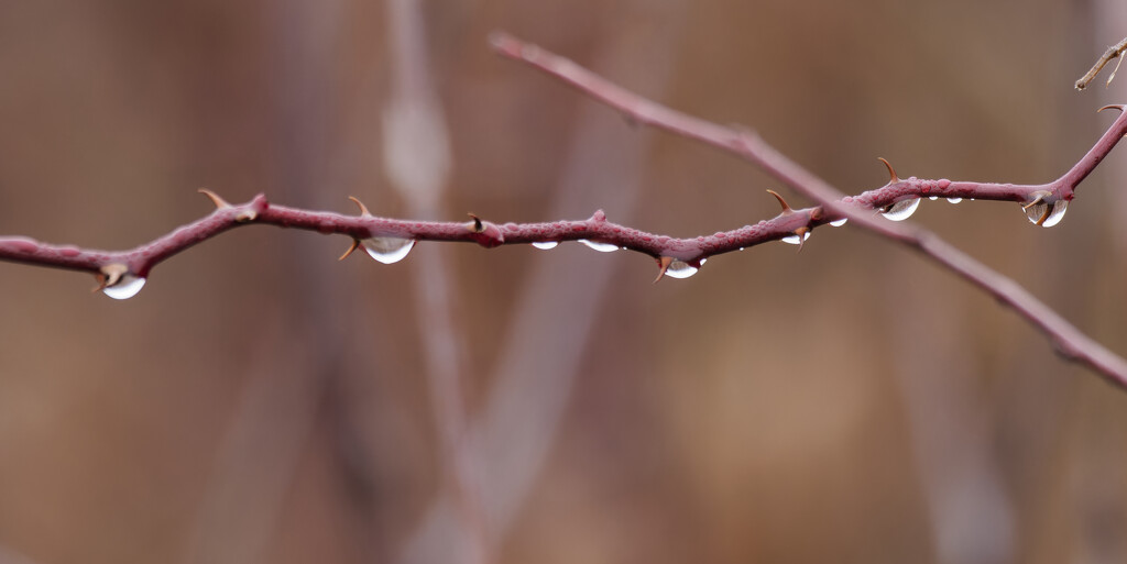 raindrops on throns by rminer