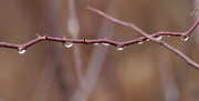 23rd Dec 2023 - raindrops on throns