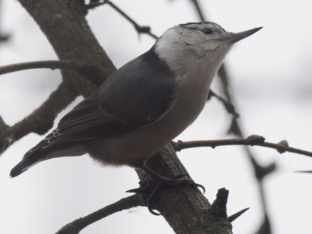 White breasted nuthatch by rminer