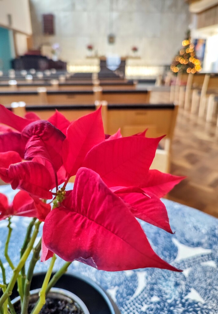Poinsettia  by boxplayer