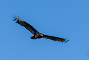23rd Dec 2023 - Black Vulture