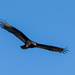 Black Vulture by kvphoto