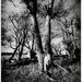 Nebraska Trees by jeffjones
