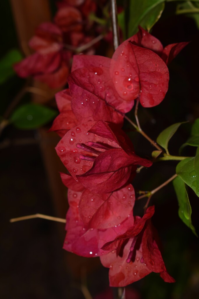 12 22 More Raindrops by sandlily