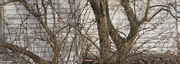 23rd Dec 2023 - Bare branches