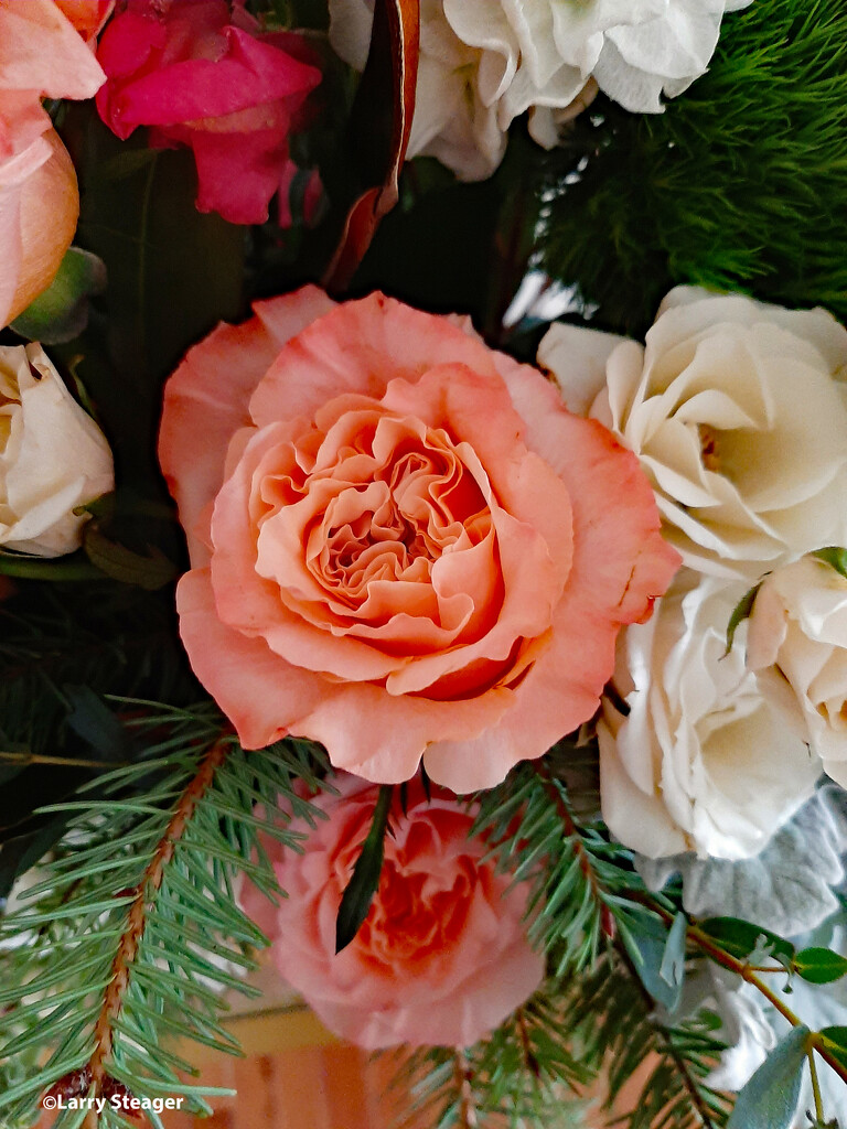 Chrismas rose by larrysphotos
