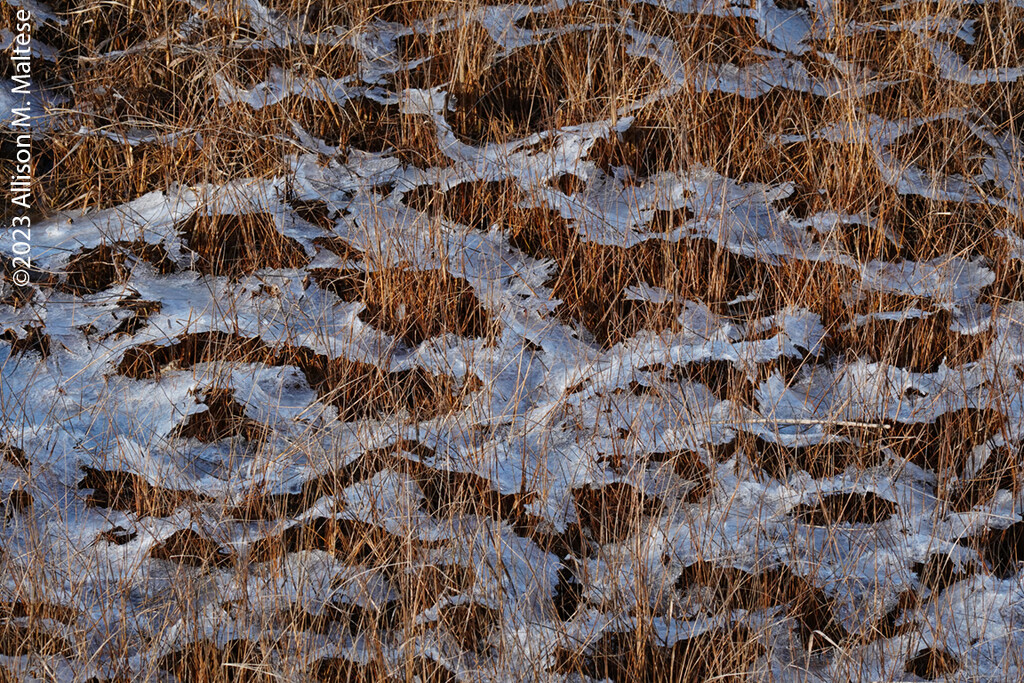 Marsh Abstract by falcon11