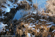 23rd Dec 2023 - Winter in the Marsh