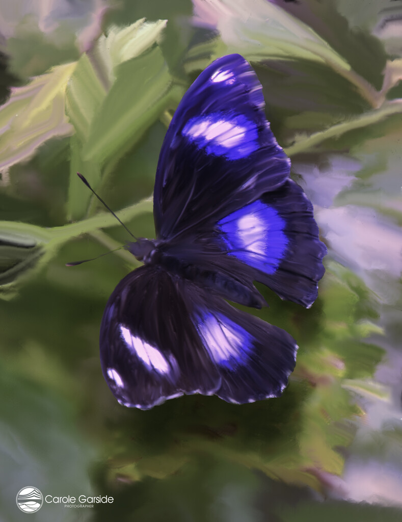 Blue butterfly by yorkshirekiwi