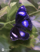 24th Dec 2023 - Blue butterfly