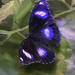 Blue butterfly by yorkshirekiwi