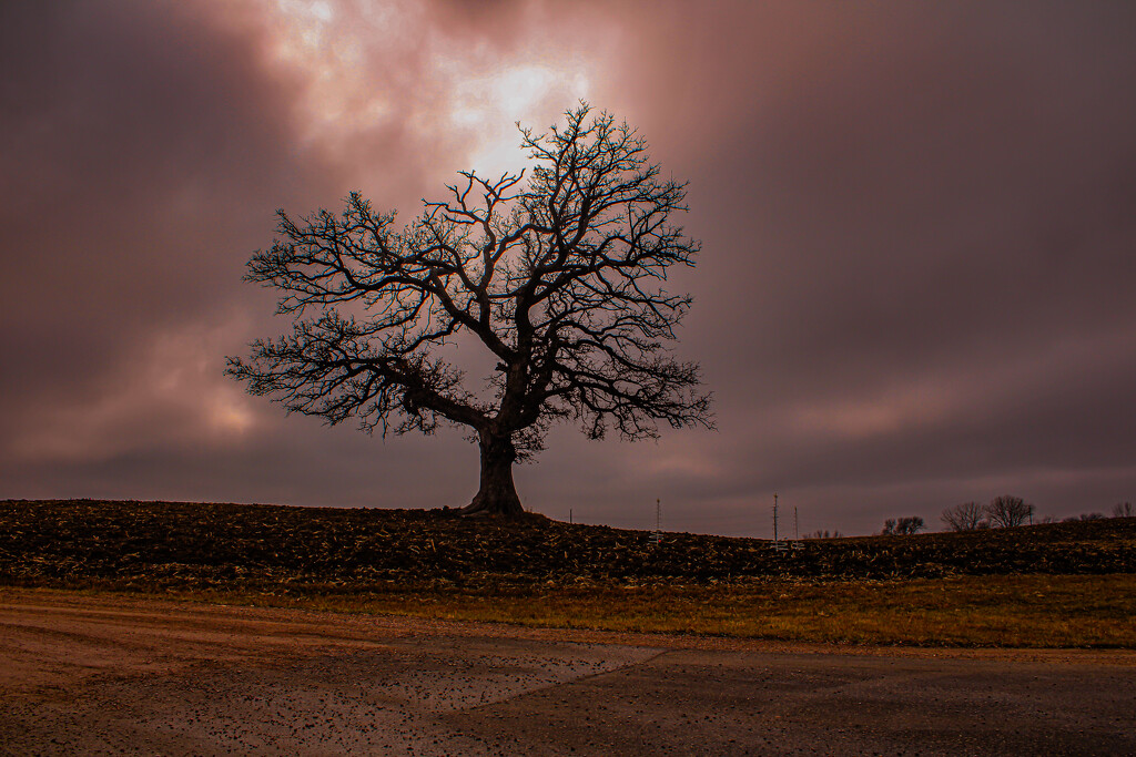 Grandfather tree by paigers