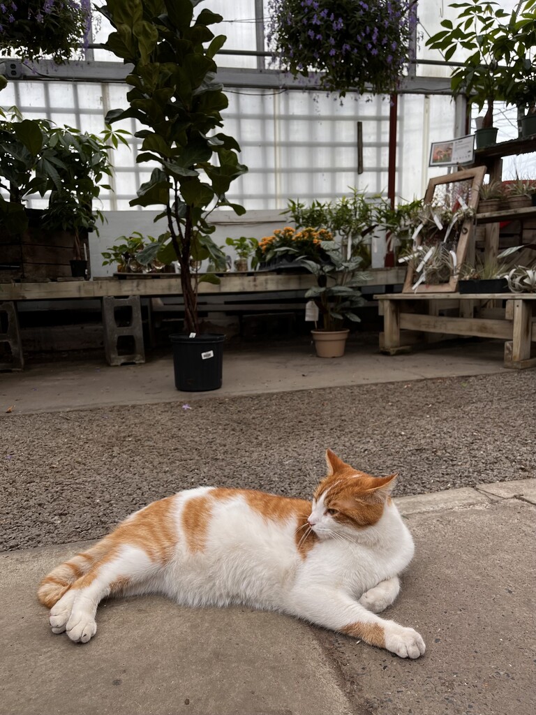 Greenhouse Kitty by beckyk365