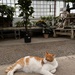 Greenhouse Kitty by beckyk365